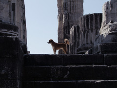 Tempelhund