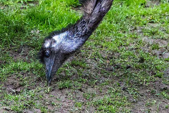 20140508 2930VRAw [D~LIP] Emu (Dromaius novaehollandiae), Vogelpark Detmold-Heiligenkirchen