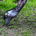 20140508 2930VRAw [D~LIP] Emu (Dromaius novaehollandiae), Vogelpark Detmold-Heiligenkirchen