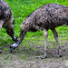 20140508 2929VRAw [D~LIP] Emu (Dromaius novaehollandiae), Vogelpark Detmold-Heiligenkirchen