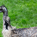 20140508 2928VRAw [D~LIP] Emu (Dromaius novaehollandiae), Vogelpark Detmold-Heiligenkirchen