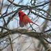 cardinal rouge mâle/red cardinal male