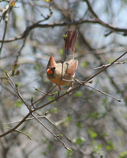cardinal rouge femelle/female red cardinal