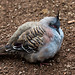 20140508 2914VRAw [D~LIP] Schopftaube (Ocyphapy lophotes), Vogelpark Detmold-Heiligenkirchen