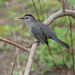 moqueur chat/gray catbird