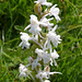 Fragrant Orchid - Albiflora