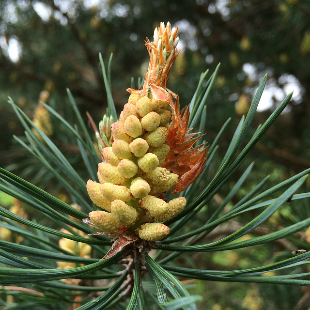 Genesis of a Scots Pine Cone