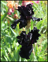 Iris Anvil Of Darkness