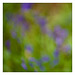 Bluebell abstract