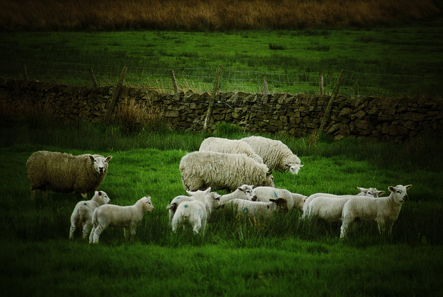 Sheep on new grass
