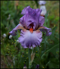 Iris Glory Bound (3)