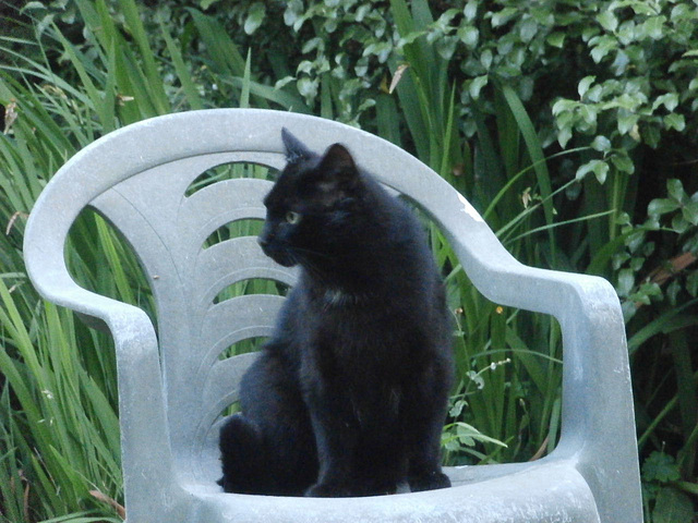 Pippin on another of his chairs - just keeping watch for any invaders