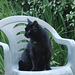 Pippin on another of his chairs - just keeping watch for any invaders