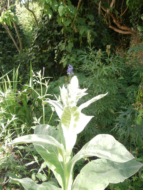 Lovely big flower about to emerge but I don't  know what it is......