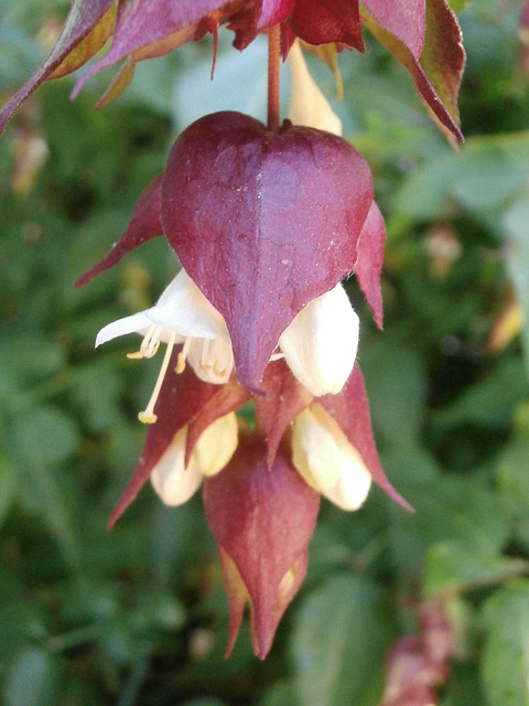 The leycesteria formosa has bloomed
