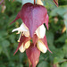 The leycesteria formosa has bloomed
