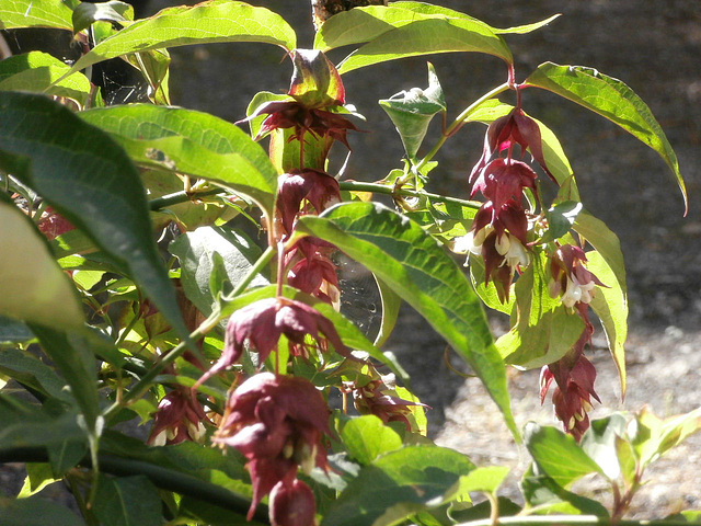 Otherwise known as the Himalayan honeysuckle