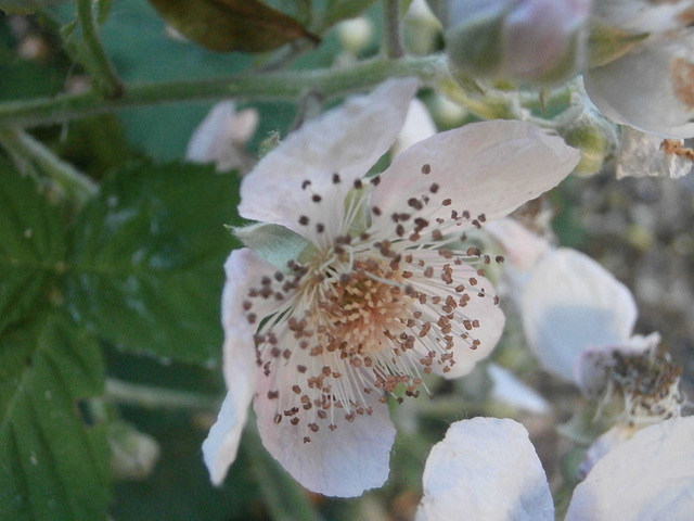 The blackberry flowers are already out