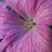 The common mallow