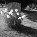 Graveyard daffodils
