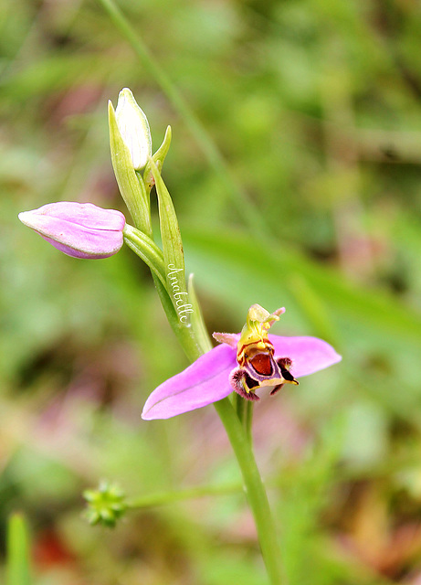 Ophrys bourdon (orchidée)