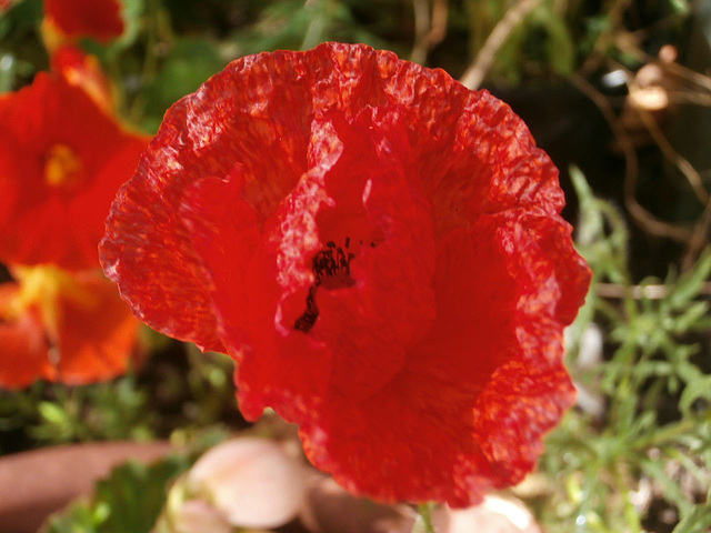The new little red poppy