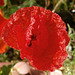 The new little red poppy