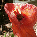 Another red poppy about 5 days old