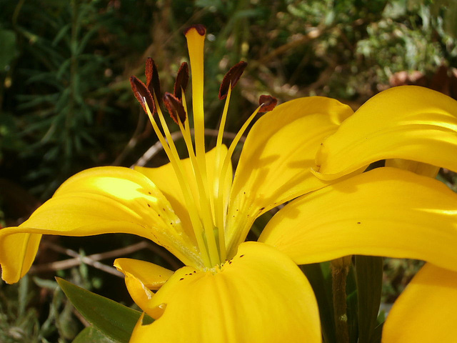 Another yellow lily has opened up
