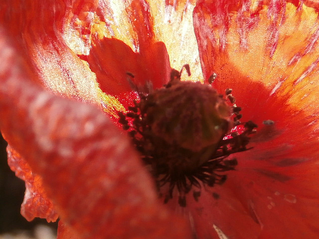 Sun on the poppy petals