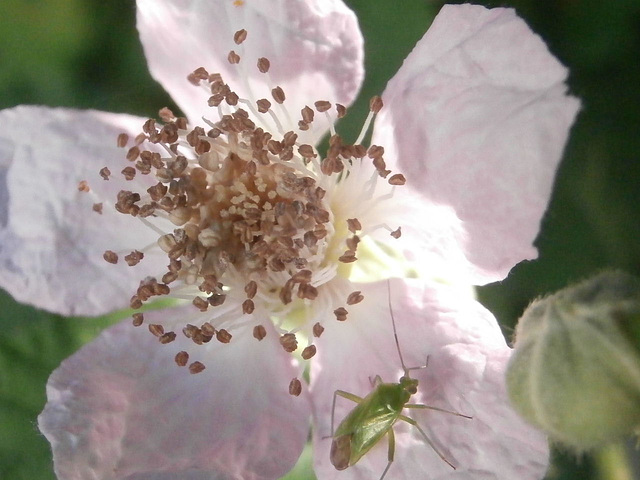 Lovely blackberry flower