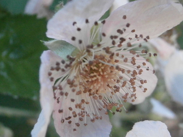 So many stamens for the flower