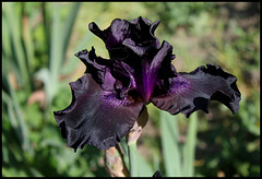 Iris sombre - Superstition ??