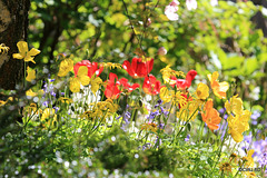 Courtyard Garden May colours