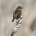 swamp sparrow/bruant des marais