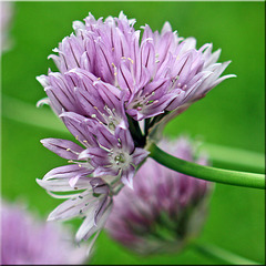 ~ Chive Flowers ~
