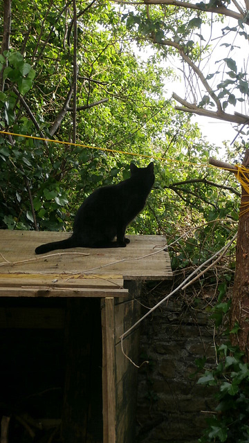 Pippin on the log store watching the hens next door