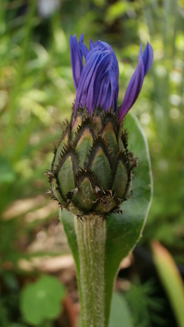 The cornflower looks like a thistle at this stage of development