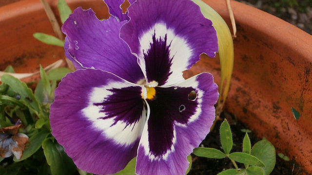 These pansies are still blooming