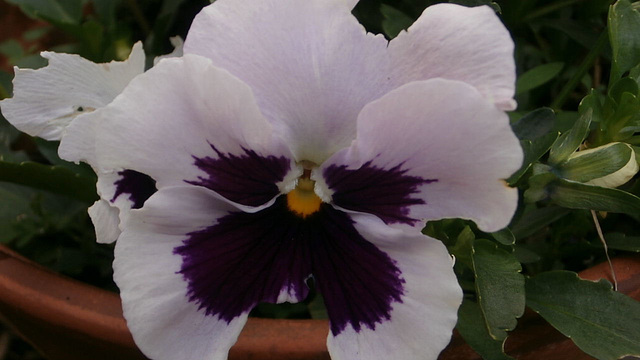 Lovely little face on the pansy
