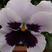 Lovely little face on the pansy