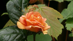 The gorgeous old rose