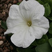 Pure white petunia