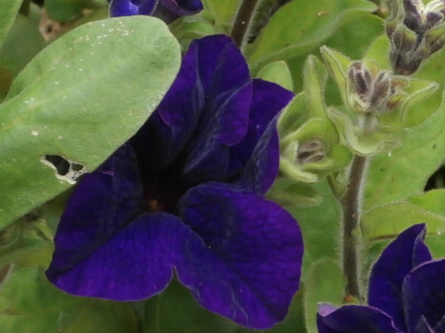 Lovely deep purple petunia [despite the colour here]