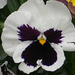 Yet more of these pansies