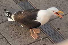 Probable great black-backed gull (Larus marinus)