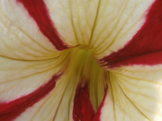 Looking up the trumpet of the petunia