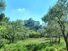 Olive grove near St. Remy where Van Gogh painted