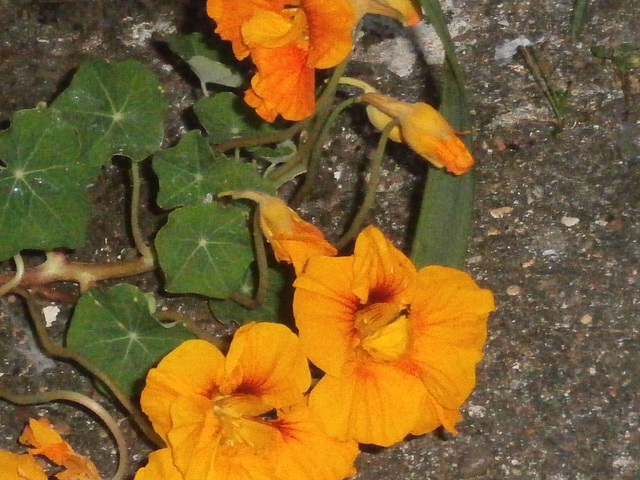 The golden nasturtium is flowering profusely
