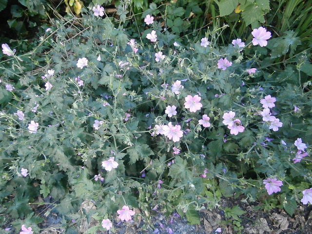 One of the many bunches of common mallow